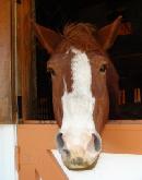 Frank is a Belgium - Draft Horse cross.  Big feet, kind heart.  Children of all ages love Mr. Frank!