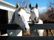Lark and Missy are the Connemara ponies of Cheesecake Farms. These Irish ponies are the sport utility vehicles of the horse world. Friendly, happy and muscular. They're ready for any adventure!