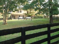 Connemara Ponies and Our Belgium Draft in the Field At Cheesecake Farms