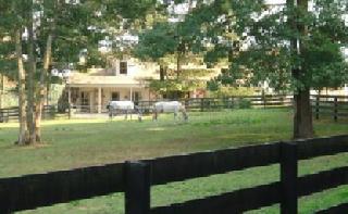 Our playful ponies prance in the fields